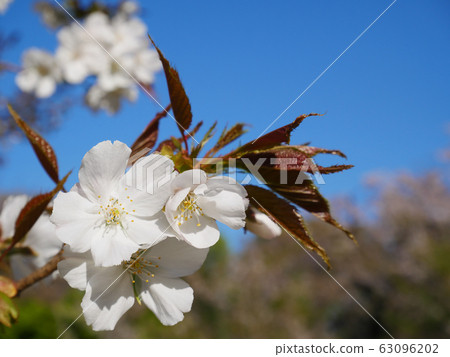 Cherry blossom 63096202