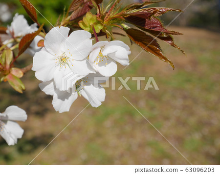 Cherry blossom 63096203