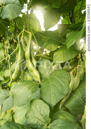 Green bean pods hanging on the branches of the plant against the background of sunlight, growing organic beans in the garden, the concept of agriculture Green bean pods hanging on the branches of the plant against the background of sunlight, growing organic beans in the garden, the concept of agriculture 63096641