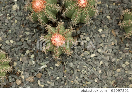 Green round cactus with pink flowers on gray rock background. Green round cactus with pink flowers on gray rock background. 63097201