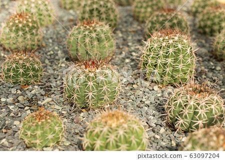 Green cacti field on blur background. Green cacti field on blur background. 63097204