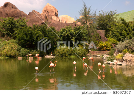 Flock of pink beautiful flamingo standing in pond with reflection. Flock of pink beautiful flamingo standing in pond with reflection. 63097207