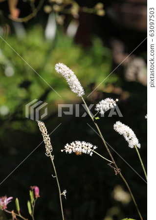 Sarashina Shuma 63097503