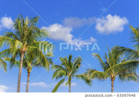 [夏威夷圖像]棕櫚樹和湛藍的天空 63097646