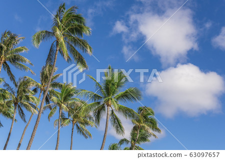 [Hawaii image] Palm trees and clear blue sky 63097657