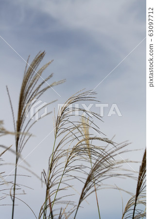 Susuki Susuki 63097712