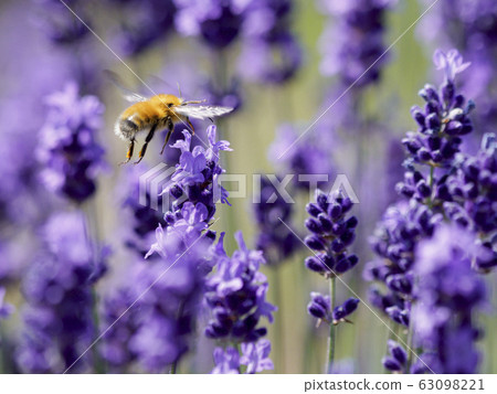 English lavender and bee back 02 English lavender and bee back 02 63098221