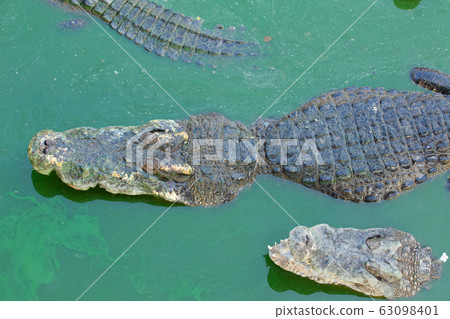 Crocodile multiple sleep in water 63098401