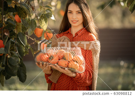 A woman harvests ripe tangerine trees. Ripe citrus trees 63098812