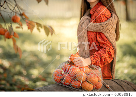 A woman harvests ripe tangerine trees. Ripe citrus trees A woman harvests ripe tangerine trees. Ripe citrus trees 63098813