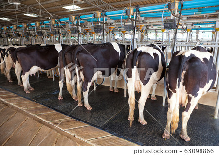 Cow milking facility 63098866