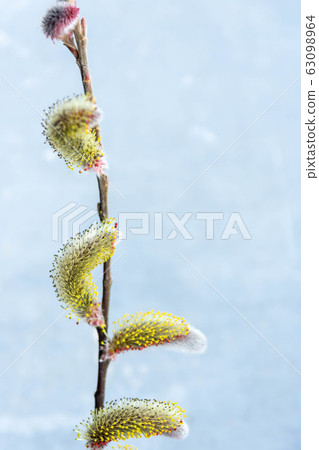 Male flower of Feline Willi 63098964