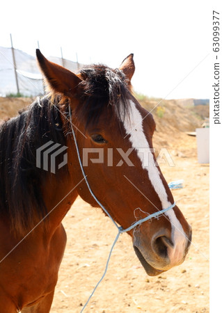 horse, animal, horses 63099377