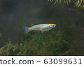 Wild medaka 63099631