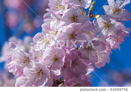 Early blooming tamanawa cherry blossoms 63099756