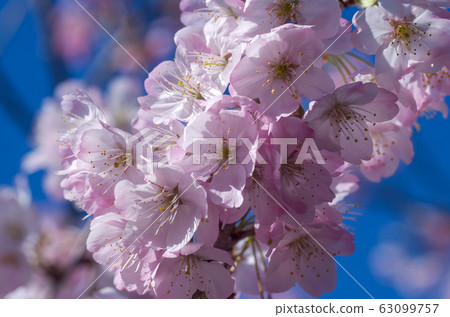 Early blooming tamanawa cherry blossoms 63099757