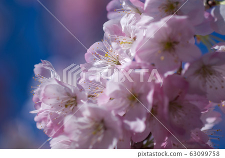 Early blooming tamanawa cherry blossoms 63099758