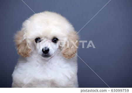 image of dog table dark background  63099759