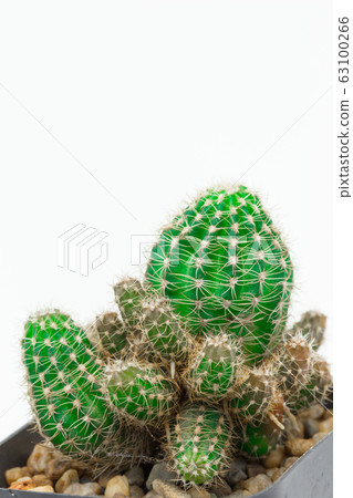 Closeup green cactus isolated on white background Closeup green cactus isolated on white background 63100266