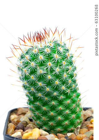 Closeup green cactus isolated on white background Closeup green cactus isolated on white background 63100268