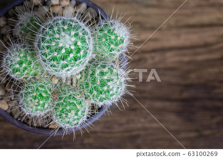 High angle view cactus lay on the old wooden High angle view cactus lay on the old wooden 63100269