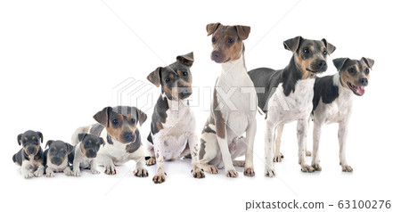Brazilian Terriers in studio Brazilian Terriers in studio 63100276