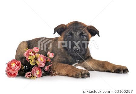 puppy malinois in studio 63100297