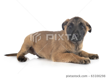 puppy malinois in studio 63100298