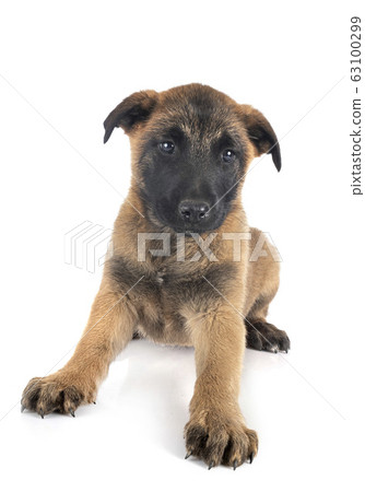 puppy malinois in studio 63100299