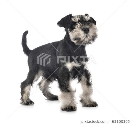 miniature schnauzer in studio 63100305