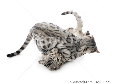 bengal cats in studio 63100330