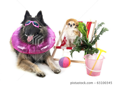 tervueren and chihuahua 63100345