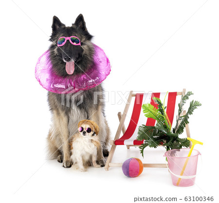 tervueren and chihuahua 63100346