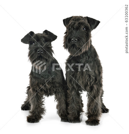 Black Miniature Schnauzers In Studio Stock Photo 63100362 Pixta