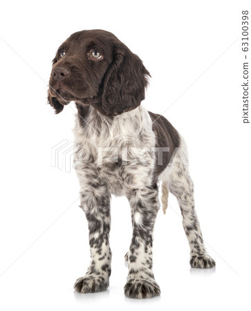 puppy Small Munsterlander 63100398