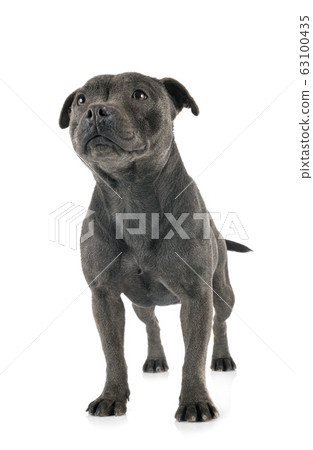 staffordshire bull terrier staffordshire bull terrier 63100435