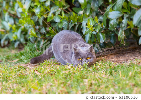Grey British cat hunts in the garden 63100516