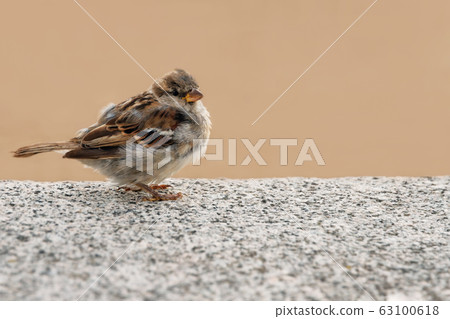 one sparrow bird sits on a granite fence on the background of beach sand, World Sparrow Day 63100618