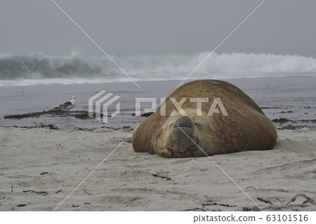 Male Southern Elephant Seal (Mirounga leonina)  63101516
