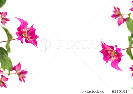 pink 63101914