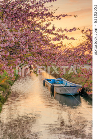 Kasamatsu Kawazu Sakura Road Morning glow Kasamatsu Kawazu Sakura Road Morning glow 63102053