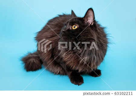 Beautiful black mongrel cat 63102211