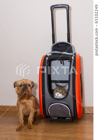 Dog and cat are ready for the ride 63102249