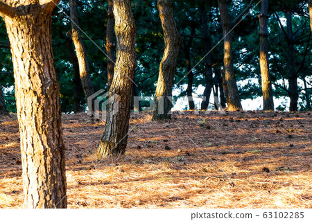 Pine tree and light 63102285