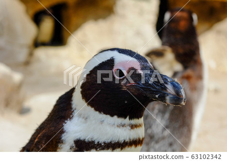 Close-up of african penguin  63102342