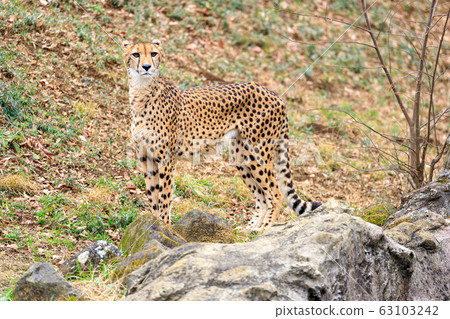 Cheetah, Tama animal park 63103242