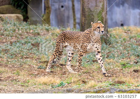 多摩獵豹動物公園 多摩獵豹動物公園 63103257