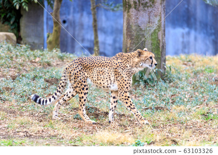 Cheetah, Tama animal park 63103326