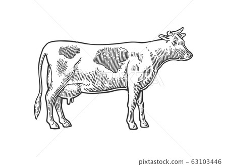 Cow. Hand drawn in a graphic style. Vintage vector engraving illustration for info graphic, poster, web. Isolated on white background. 63103446