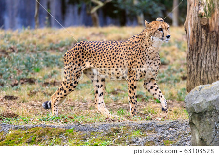 Cheetah, Tama animal park 63103528